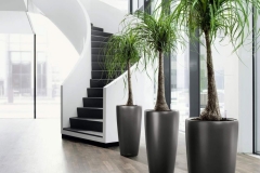 Modern & traditional potted plants